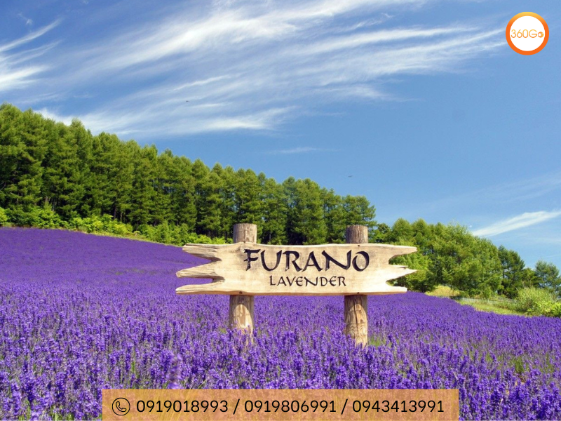 Furano - "thủ phủ Hoa Oải Hương" của Nhật Bản - Du lịch 360Go